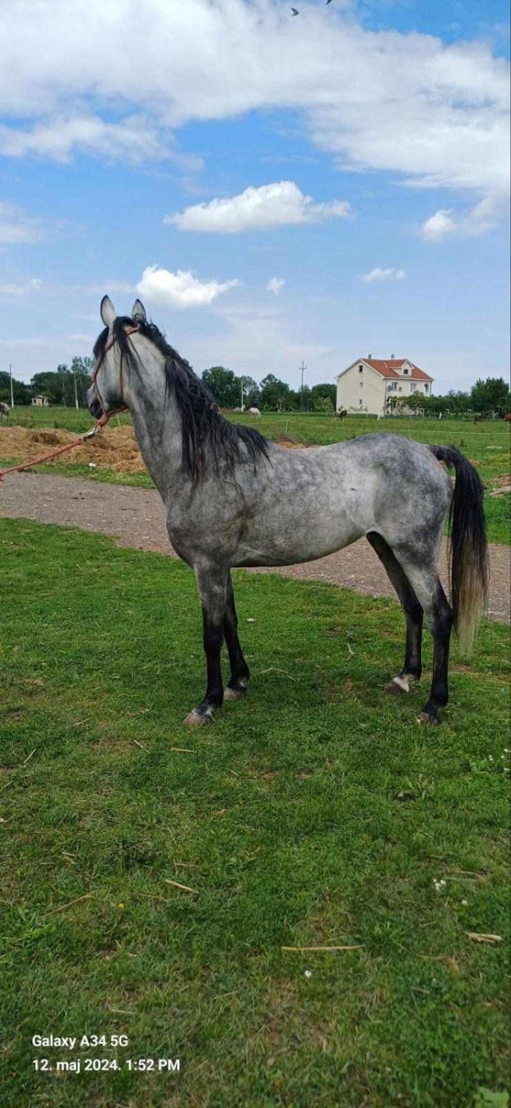 Durmitorska Koliba Sa Kupatilom Villa Žabljak Exterior foto